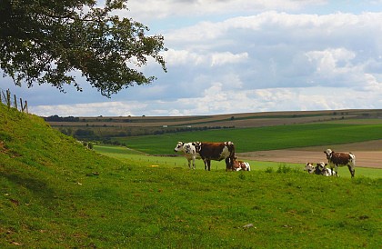 La Forêt de Ménonval
