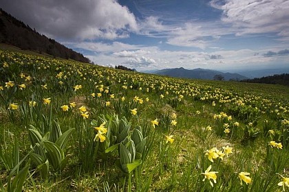 GR® de Pays - Le tour des Coulmes à pied