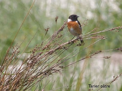 TOURNEMINE - LES ROSAIRES
