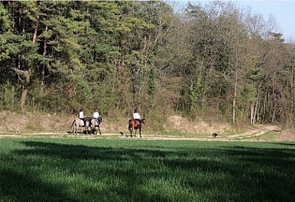Between villages and cultures of southern Gâtinais.