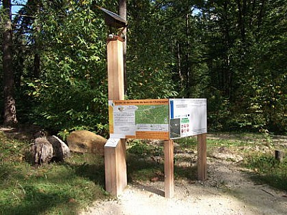 Forest path of Bois Champagne