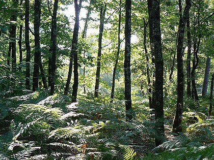 Circuit pédestre N°32 - "Le Bois Charmant"