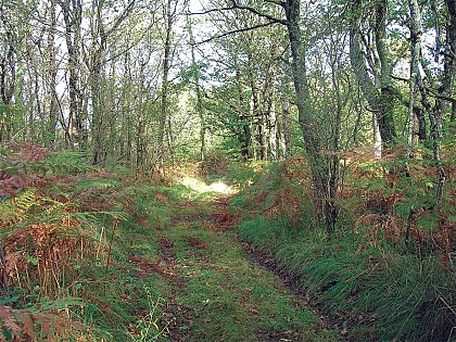 Circuit pédestre N°35 - "Les Hérissons"