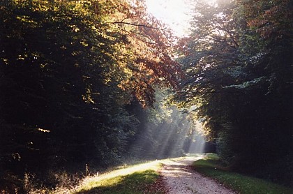 De l'arbre à l'eau