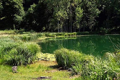 Circuit VTT n°35 - Saint Sixte le lac