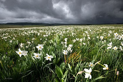 Aubrac au Coeur - Saint-Urcize / Nasbinals