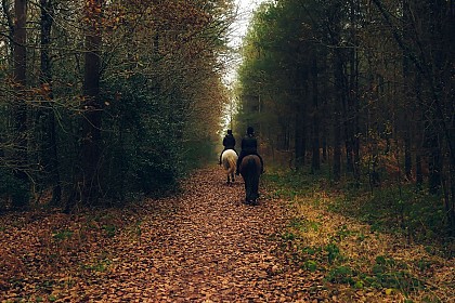 La forêt de Grimbosq