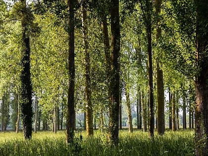 Sentier nature des marais de l'Orne et de la Noë