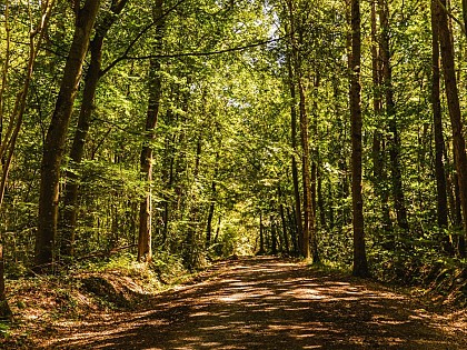 Le bois de Dozulé