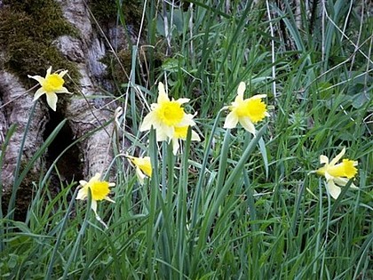 Le sentier des jonquilles