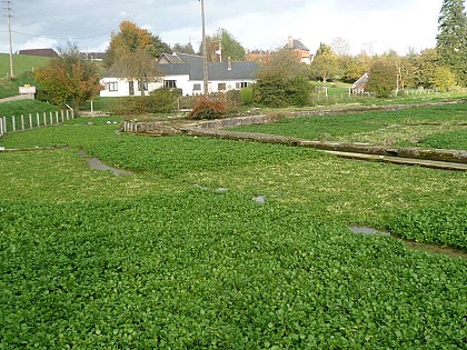 Le chemin des cressonnières