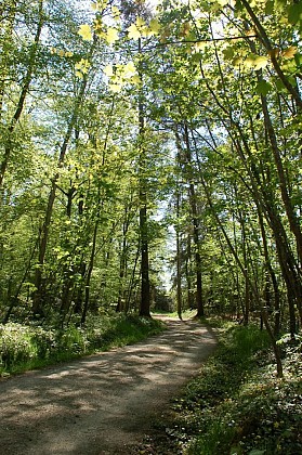 Piré-sur-Seiche : Chemin de l'Ecureuil