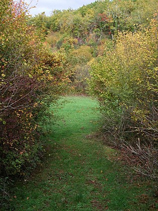 Masquières, à travers la forêt du Verdus