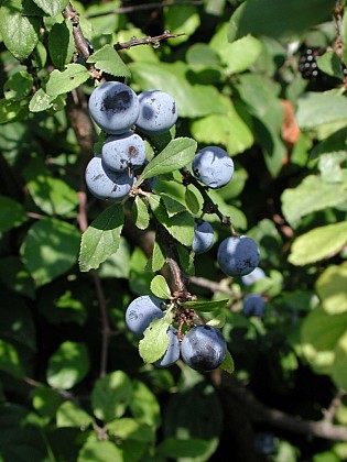 Montayral, dans les Combes de Bazérac et d'Escure