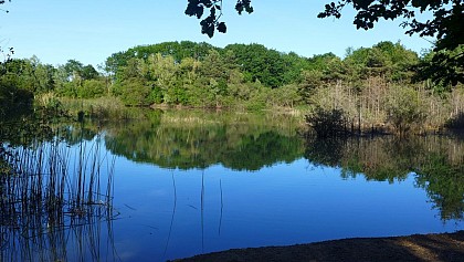 La forêt de Sénart, de Soisy-sur-Seine à Tigery