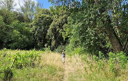 RANDONNEE SENTIERS, RIVIERE ET SOUS-BOIS