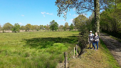 Le marais de Truttemer