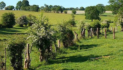 L'orée de la forêt l'Evèque