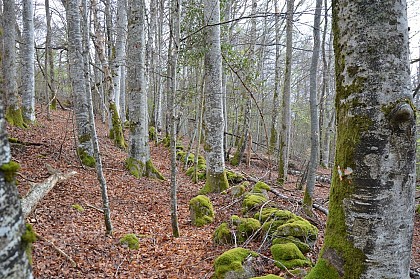 Chemin du Bois d'Amont