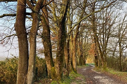 Boucle de Lacanau - Mares