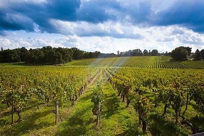 Petite boucle au coeur du vignoble de Sauternes