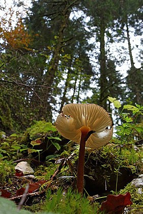 La forêt du Mont noir