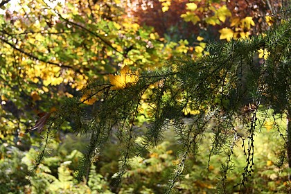 Circuit pédestre n°10 Le bois de la Fôt - rando bambin