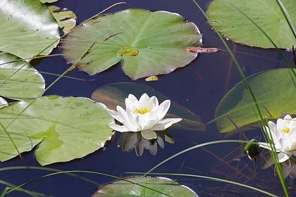 Boucle de la Réserve du Pinail