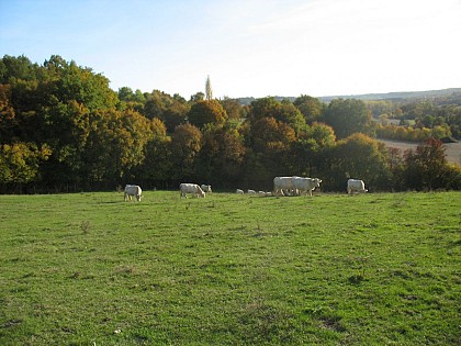 Des Bois de Chitré au Bois de la Foye