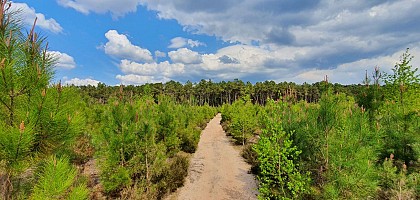 AUTOUR DU BOULEVARD NATURE : MULSANNE, LE CIRCUIT DU PETIT CHIEN