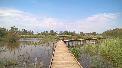 FR - A la découverte sur pilotis de la Réserve Naturelle du Scamandre