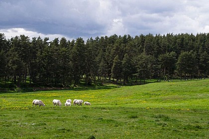 Le Vallon de Sarroul - Parcours n°3