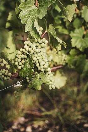 Entre vignes et vergers, de la Loire au Loiret