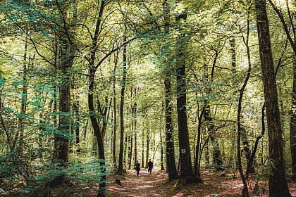 Circuit de la Forêt du Mesnil