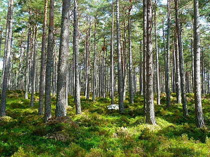 En forêt régionale de Ferrières