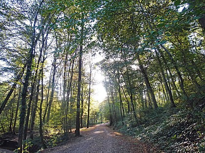 La Tour de Salvagny - Boucle du Bois de la Lune