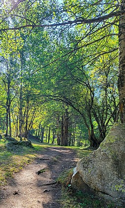 Forestry footpath