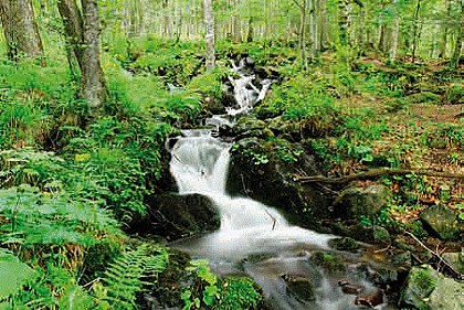 LE TORRENT à Storckenshon (68): le Chauvelin