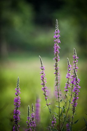 Circuit du Moulin de la Challoire - ST HERBLON (Vair-sur-Loire)