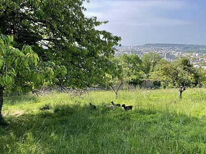 Circuit n° 20 - De l'air et du vert