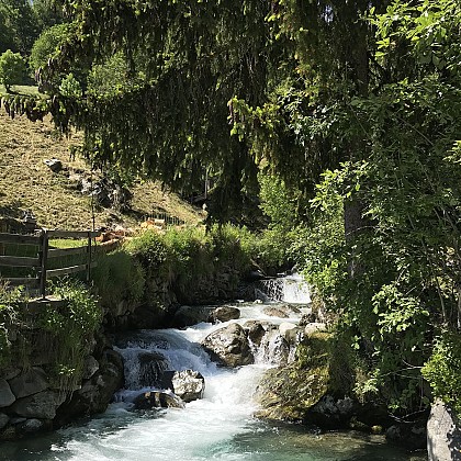 THE MOUNTAIN PASTURE TRAIL