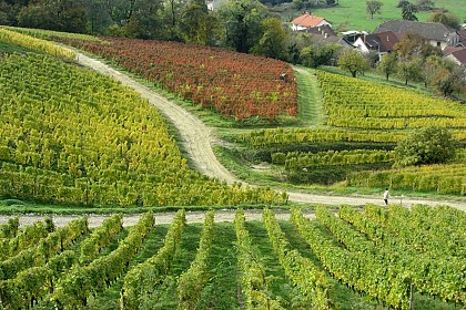 Sentier pédestre des Vignes