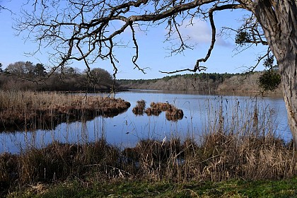 Châtenoy et Coudroy : Espace Naturel Sensible de la Noue Mazone
