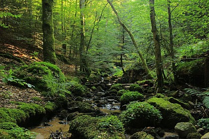 Le circuit des petites cascades