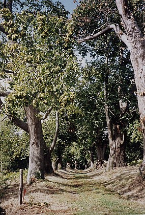Lavernat - Aux portes de Bercé