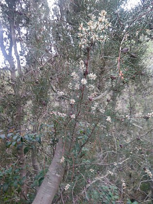 Théoule, du P4 à Notre Dame d'Afrique avec retour par le Vallon de l'Autel