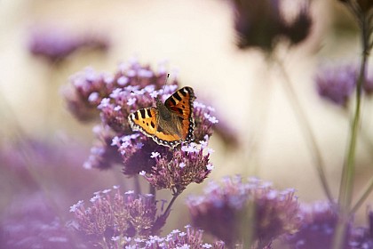 CARELLES - Sentier des Mézerais - N° 6