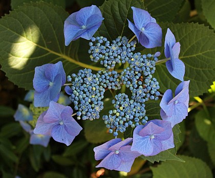 COLOMBIERS DU PLESSIS - Les Renaudies Grande Boucle N°5