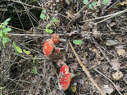 Le bois des Fouchères