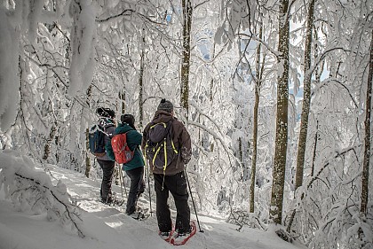 circuit raquettes à neige : Tour du Petit Ballon